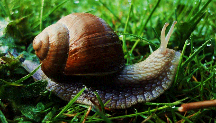 sugoihunter snail