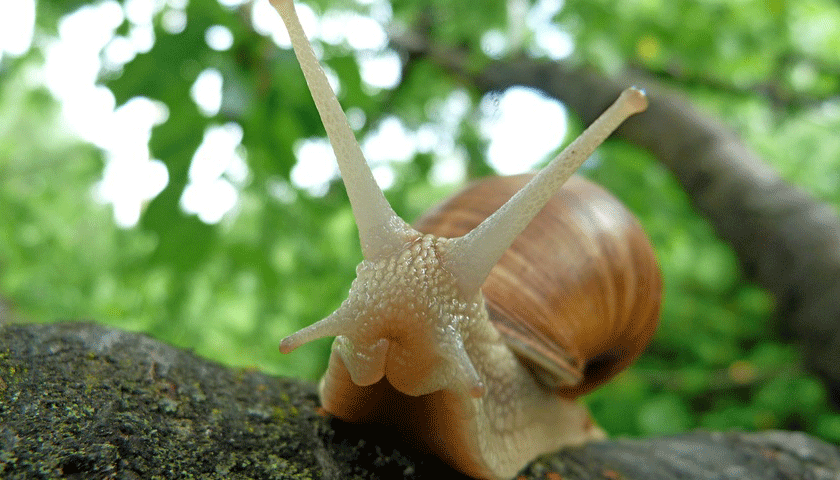 Snail: la baba de caracol y sus propiedades
