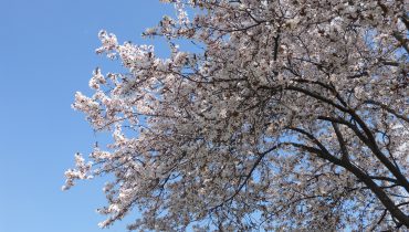 SAKURA EN TOKYO: LUGARES PARA DISFRUTARLO