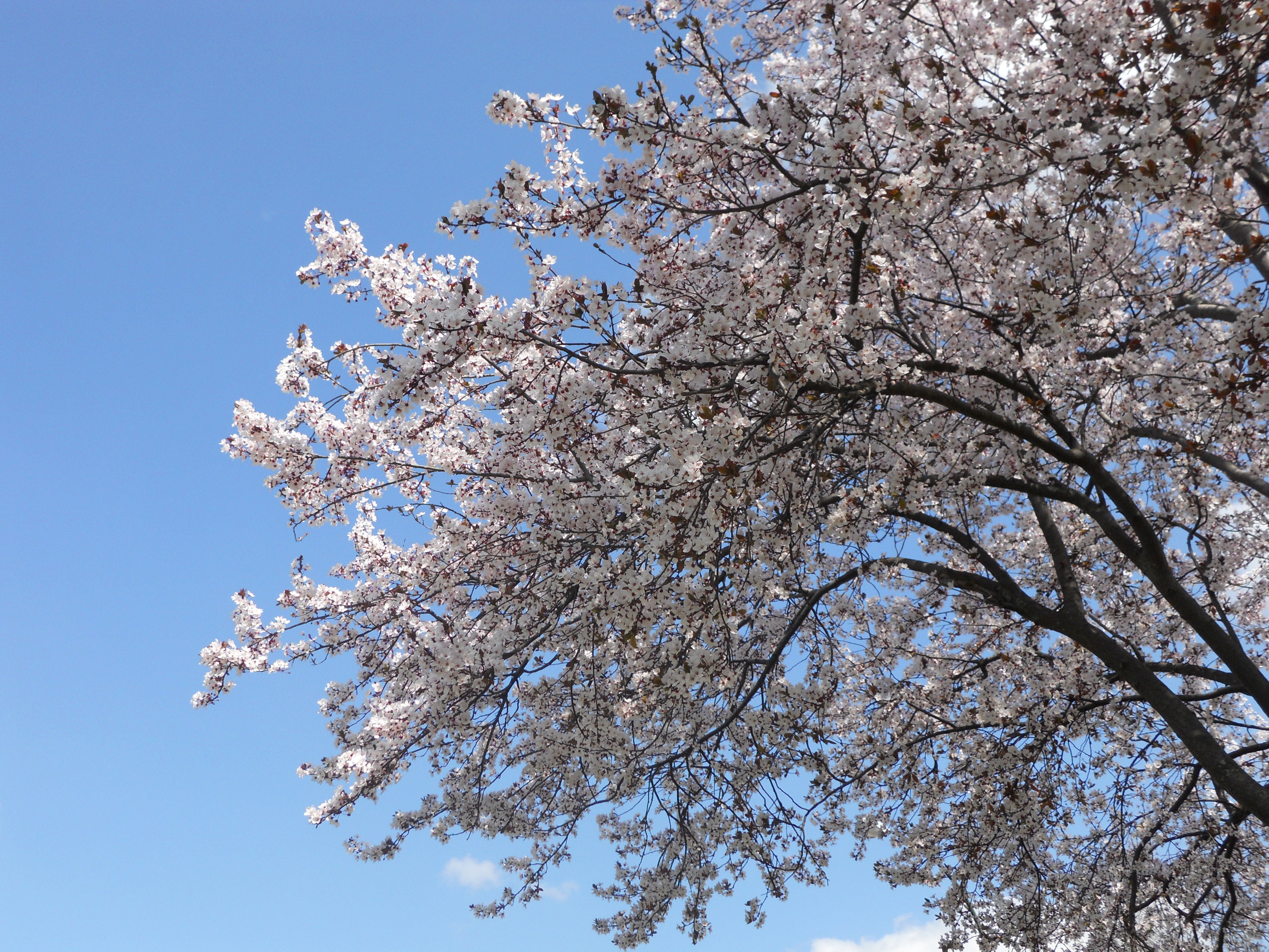 SAKURA EN TOKYO: LUGARES PARA DISFRUTARLO
