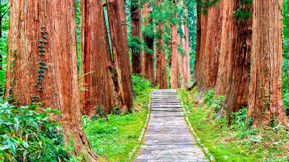 10 BOSQUES SAGRADOS DE JAPÓN QUE TIENES QUE VISITAR
